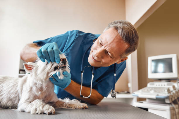 Best Emergency Dental Surgery in Fletcher, NC